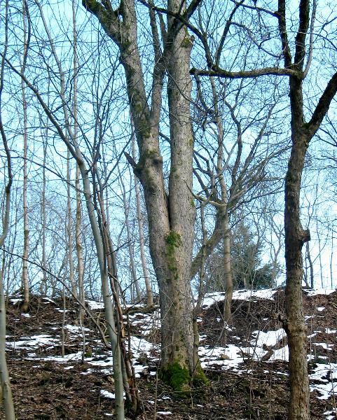 imk_6153_g.jpg