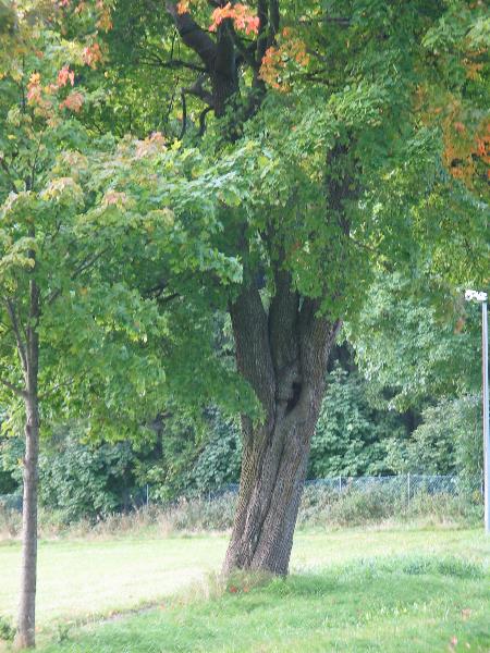 imm_2149_g.jpg