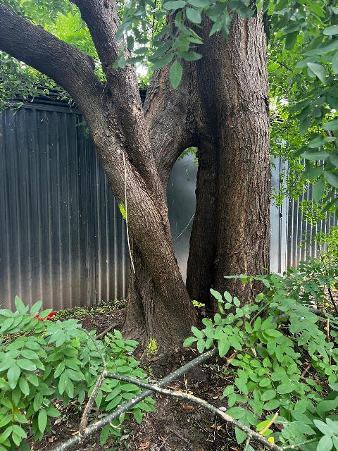 baum_g.jpg