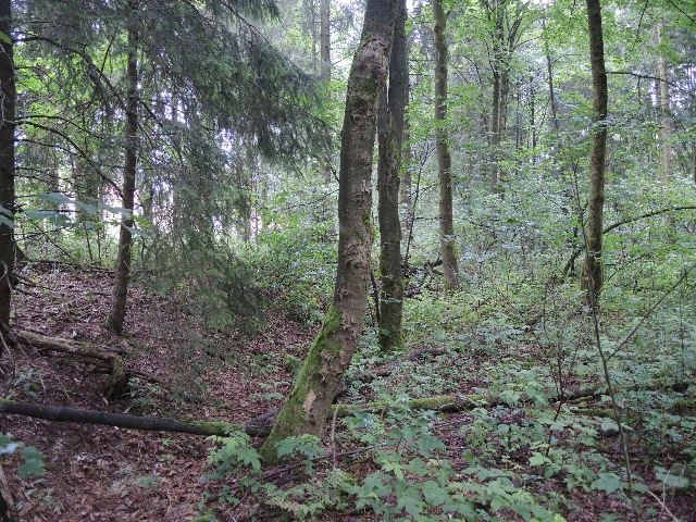 dscn9917_g.jpg