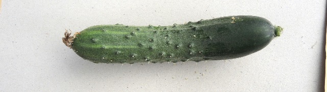 dsco5102-b_g.jpg