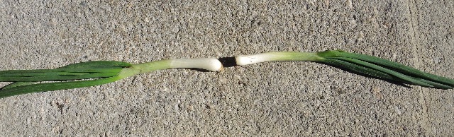 dsco5482_g.jpg
