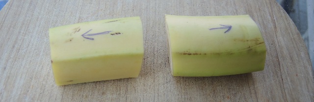 dsco5490_g.jpg