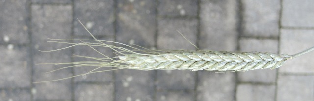 dsco6572-a_g.jpg