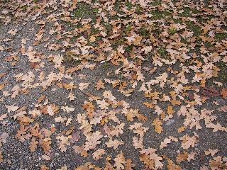 imi_0554_m.jpg