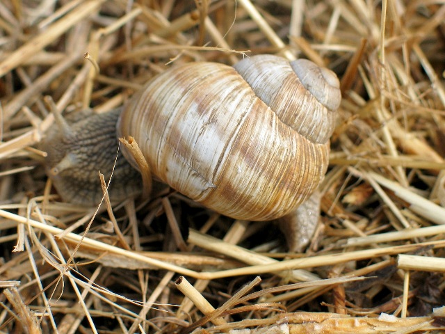 imi_8547_g.jpg