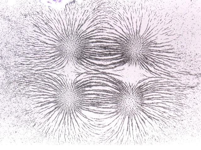 imj_3940_g.jpg