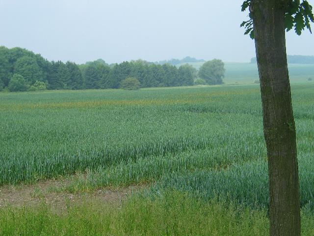 imm_0641_g.jpg