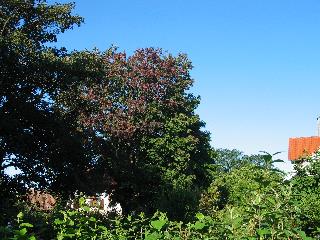 imm_1803_m.jpg