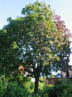 imm_1807_m.jpg