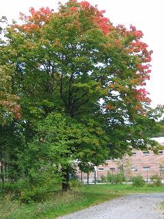 imm_2164_m.jpg