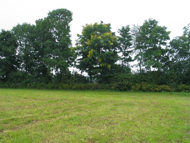 imm_2177_g.jpg