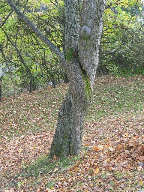 imm_2705_g.jpg
