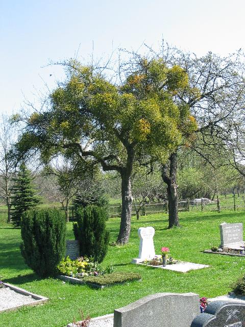 imm_4264_g.jpg