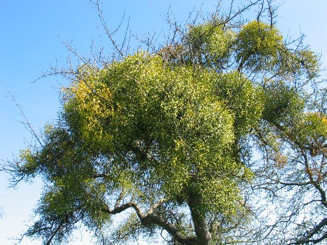 imm_4265_g.jpg