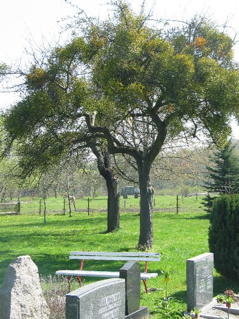 imm_4268_g.jpg