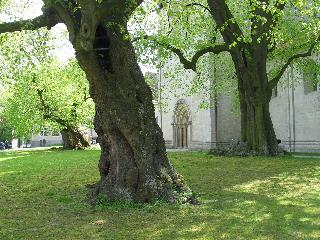 imm_4386_m.jpg