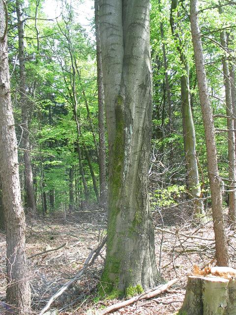 imm_4517_g.jpg