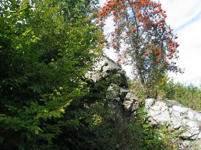 imm_6672_g.jpg