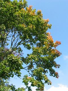 imm_7083_m.jpg