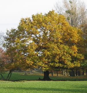 imm_7580_m.jpg