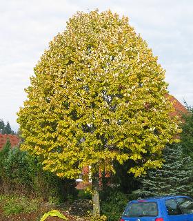 imm_7598_m.jpg