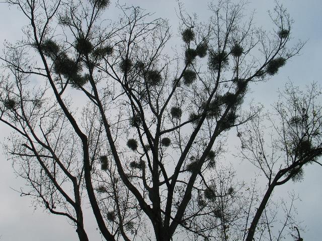 imm_7661_g.jpg