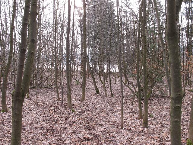 imm_8854_g.jpg