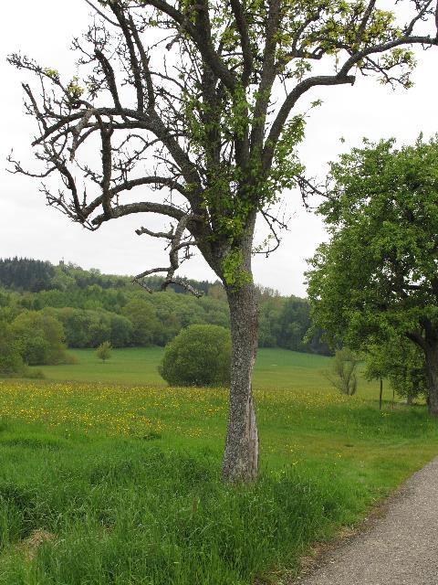 imm_9570_g.jpg