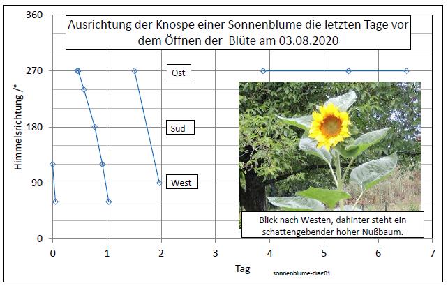 sonnenblume-diag01-001.jpg