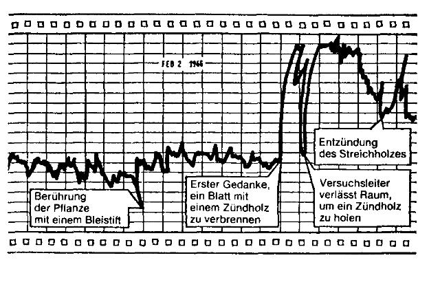 tompkins-bird-geheime-leben-der-pflanzen-abb-s26_g.jpg