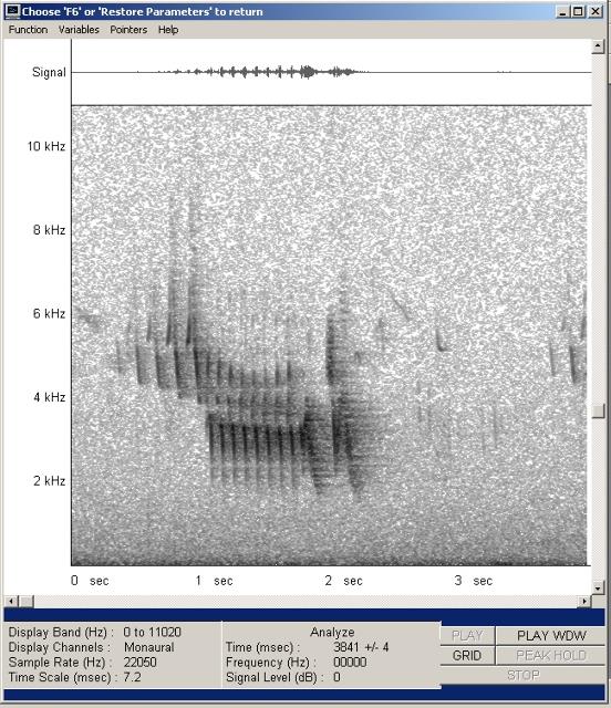 buchfink-mono22-wav-004_g.jpg
