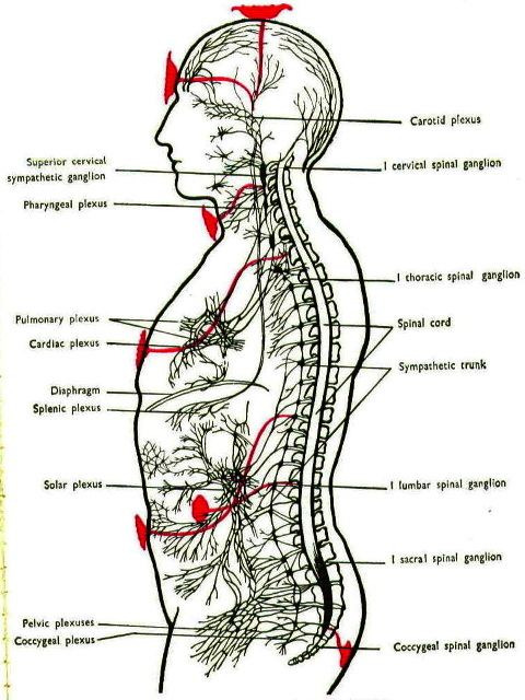 chakren-nervous_plexi-a_g.jpg
