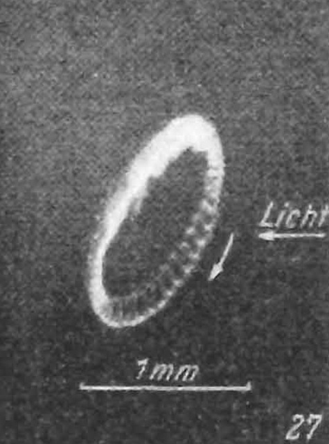 ehrenhaft-abbildungen-seite-480-483_seite_1-27_g.jpg