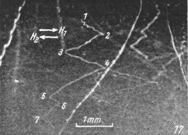 ehrenhaft-abbildungen-seite-480-483_seite_2-a-17_g.jpg