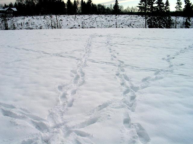 imm_3049_g.jpg