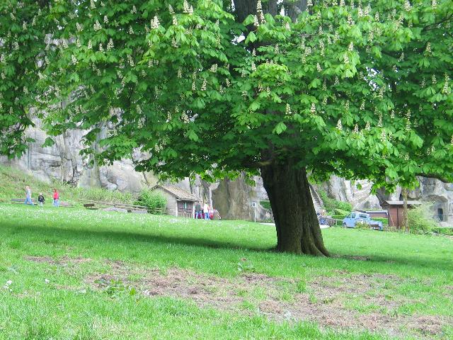 imm_4539_g.jpg