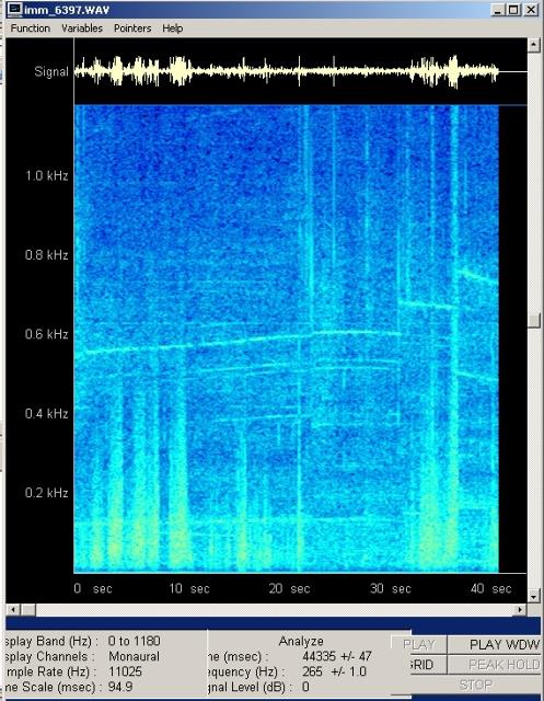 imm_6397-wav-001_g.jpg