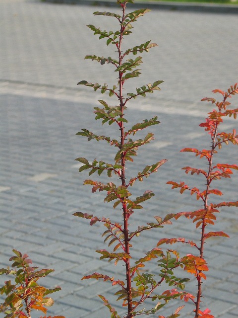 imm_7592_g.jpg
