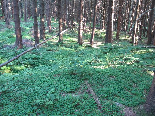 imn_0514_g.jpg