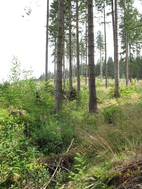 imn_1498_g.jpg