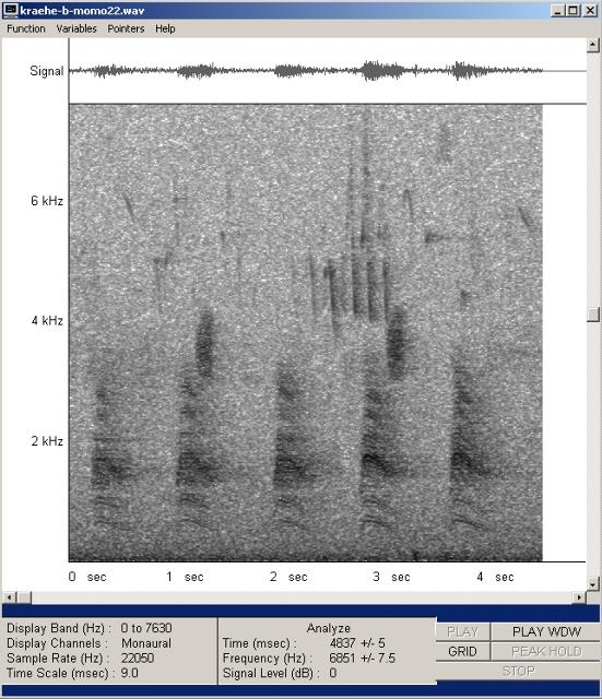 kraehe-b-mono22_g.jpg