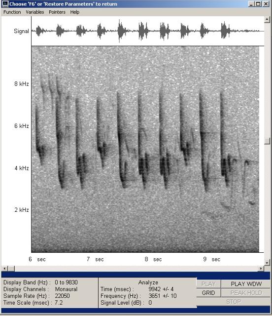 zilpzalp-mono22-001_g.jpg