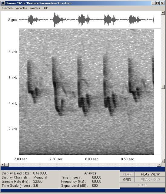 zilpzalp-mono22-002_g.jpg
